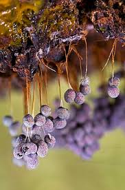 Attēlu rezultāti vaicājumam “Badhamia nitens spores”