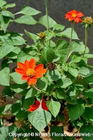 Image result for Tithonia rotundifolia