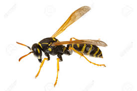 Attēlu rezultāti vaicājumam “Polistes nimpha”