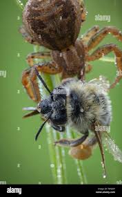 Attēlu rezultāti vaicājumam “Xysticus bifasciatus”