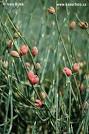 <b>Ephedra</b>