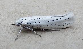 Attēlu rezultāti vaicājumam “Yponomeuta evonymella”