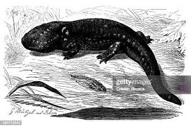 Attēlu rezultāti vaicājumam “Diderma tigrinum young”