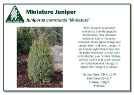 Attēlu rezultāti vaicājumam “Juniperus communis”