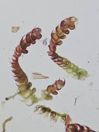 Attēlu rezultāti vaicājumam “Nowellia curvifolia”