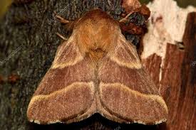 Attēlu rezultāti vaicājumam “Malacosoma neustria”