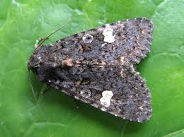 Attēlu rezultāti vaicājumam “Melanchra persicariae”