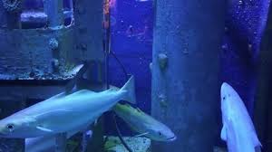 Image result for Pollachius virens