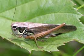 Attēlu rezultāti vaicājumam “Metrioptera roeselii”