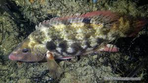 Image result for Symphodus bailloni