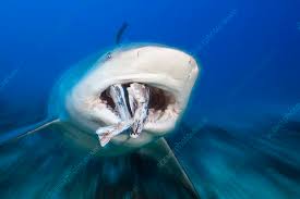 Image result for Carcharhinus leucas