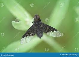 Attēlu rezultāti vaicājumam “Hemipenthes morio”