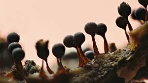 Attēlu rezultāti vaicājumam “Enteridium liceoides macro”