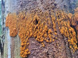 Attēlu rezultāti vaicājumam “Leocarpus fragilis young”