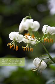 Image result for Lilium martagon Alba