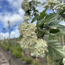Attēlu rezultāti vaicājumam “Sorbus hybrida”