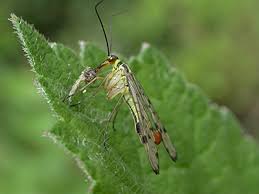 Attēlu rezultāti vaicājumam “Panorpa communis imago”