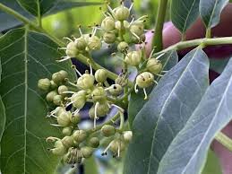 Attēlu rezultāti vaicājumam “Phellodendron amurense flower”