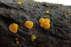 Attēlu rezultāti vaicājumam “Miladina lecithina”