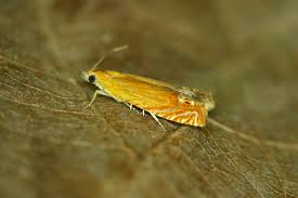 Attēlu rezultāti vaicājumam “Lathronympha strigana”