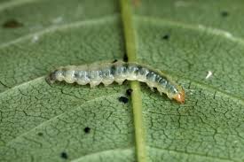 Attēlu rezultāti vaicājumam “Gracillaria syringella imago”