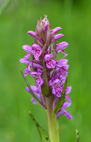 Attēlu rezultāti vaicājumam “Dactylorhiza cruenta”