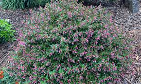 Image result for Cuphea ignea