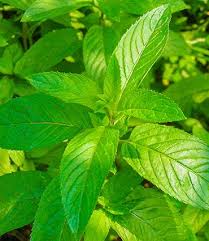 Image result for Menta x piperita