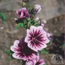 Image result for Malva sylvestris 'Zebrina'