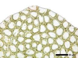 Attēlu rezultāti vaicājumam “Calypogeia azurea cells”