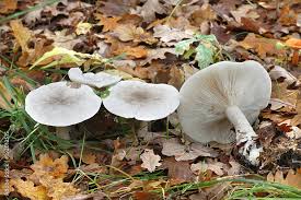 Attēlu rezultāti vaicājumam “Tricholoma album”