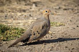 Image result for Zenaida macroura