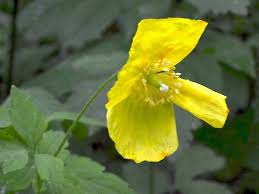 Image result for Meconopsis cambrica