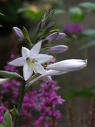 Attēlu rezultāti vaicājumam “Hosta sp. flower”