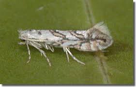 Attēlu rezultāti vaicājumam “Phyllonorycter platanoidella”
