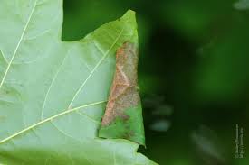 Attēlu rezultāti vaicājumam “Caloptilia hemidactylella”