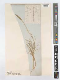 Attēlu rezultāti vaicājumam “Agrostis stolonifera subsp. straminea”