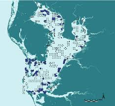 Image result for Cynoscion nebulosus