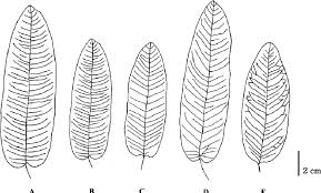 Attēlu rezultāti vaicājumam “Polygonum amphibium leaf”