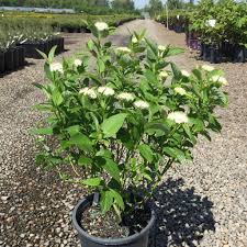 Attēlu rezultāti vaicājumam “Cornus alba”