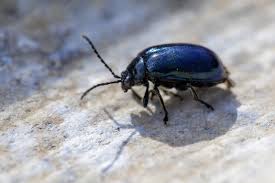 Attēlu rezultāti vaicājumam “Agelastica alni”