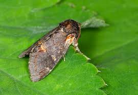 Attēlu rezultāti vaicājumam “Notodonta dromedarius”