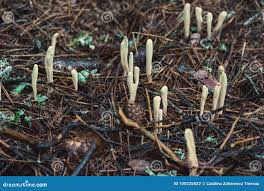 Attēlu rezultāti vaicājumam “Clavariadelphus ligula”