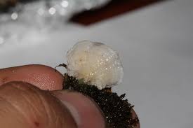 Attēlu rezultāti vaicājumam “Arrhenia retiruga”