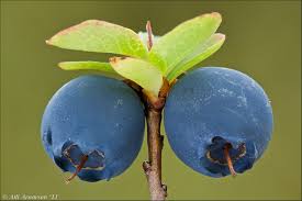 Attēlu rezultāti vaicājumam “Vaccinium uliginosum”