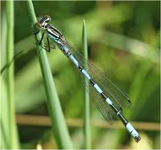 Attēlu rezultāti vaicājumam “Coenagrion hastulatum”