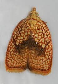 Attēlu rezultāti vaicājumam “Acleris forsskaleana”