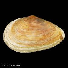 Attēlu rezultāti vaicājumam “Mya arenaria”