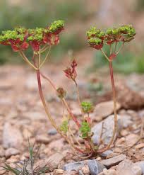 Attēlu rezultāti vaicājumam “Euphorbia helioscopia leaf”