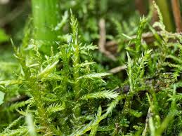 Attēlu rezultāti vaicājumam “Calliergonella cuspidata”